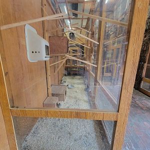 Lupa Zoo - Sloths, unsigned quail and chicken chicks