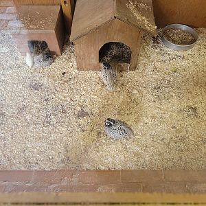 Lupa Zoo - Unsigned quail and chicken chicks