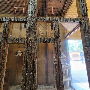 Lupa Zoo - Squirrel monkeys