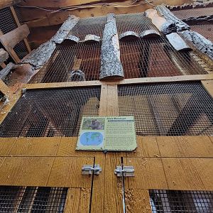 Lupa Zoo - Crab-eating macaque