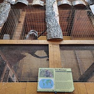 Lupa Zoo - Crab-eating macaque