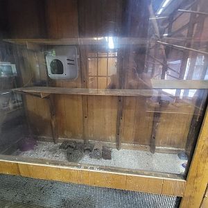 Lupa Zoo - Hedgehogs