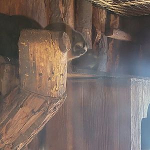 Lupa Zoo - Night monkeys