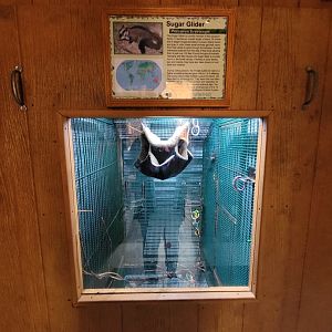 Lupa Zoo - Sugar gliders