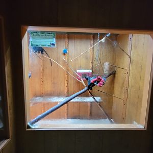 Lupa Zoo - Red-handed tamarins