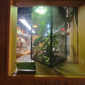 Lupa Zoo - Veiled chameleon