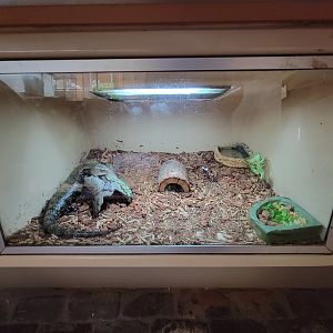 Lupa Zoo - Unsigned lizard