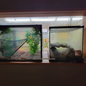 Lupa Zoo - Unsigned herps, couldn't see