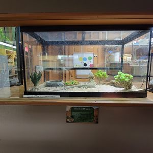 Lupa Zoo - Bearded dragon