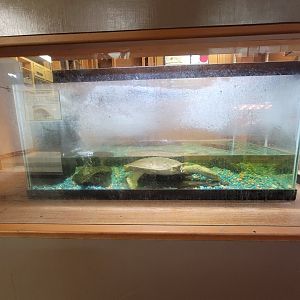 Lupa Zoo - Spiny softshell turtle