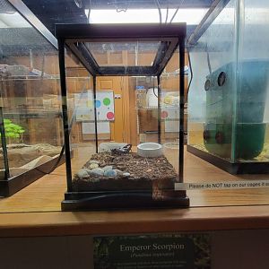 Lupa Zoo - Emperor scorpion