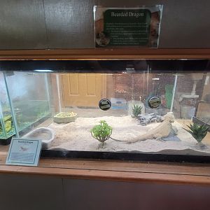 Lupa Zoo - Bearded dragon