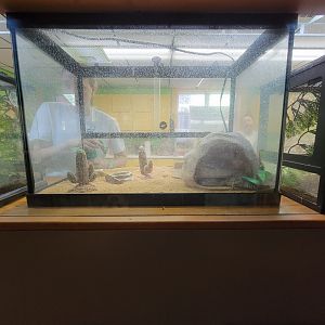 Lupa Zoo - Unsigned leopard gecko
