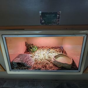 Lupa Zoo - Sheltopusik