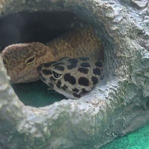 Lupa Zoo - Leopard geckos