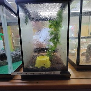 Lupa Zoo - Unsigned frog