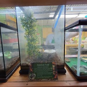 Lupa Zoo - American toad