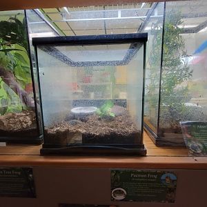 Lupa Zoo - Pacman frog