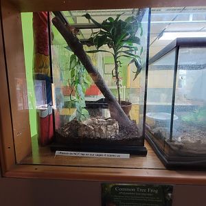 Lupa Zoo - Common treefrog