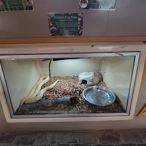 Lupa Zoo - Common kingsnake