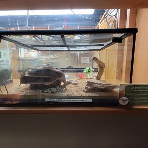 Lupa Zoo - Another leopard gecko