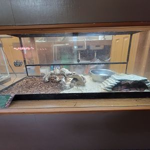 Lupa Zoo - Milksnake