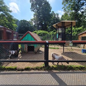 Lupa Zoo - Goats, more empty-looking cages