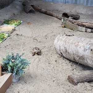 Lupa Zoo - Unsigned herp area, tortoise and iguana