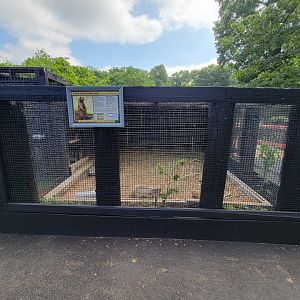 Lupa Zoo - Black-tailed prairie dog