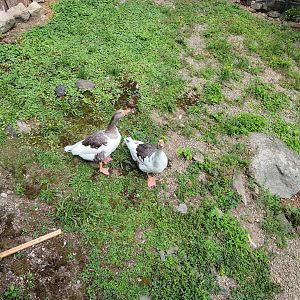 Lupa Zoo - Domestic waterfowl pond