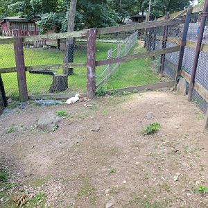 Lupa Zoo - Domestic waterfowl pond