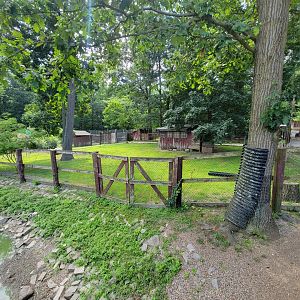 Lupa Zoo - Reeve's muntjac