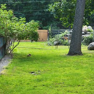 Lupa Zoo - Reeve's muntjac, not sure if area behind it has animals