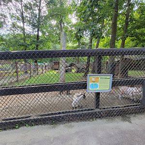 Lupa Zoo - More goats