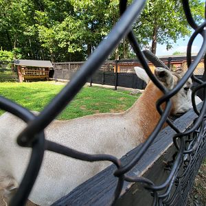 Lupa Zoo - Scimitar, signed as beisa