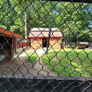 Lupa Zoo - Scimitar yard, signed as beisa