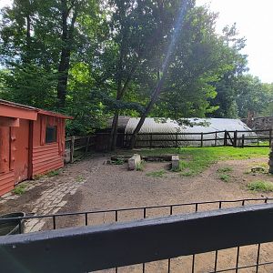 Lupa Zoo - Domestic pigs