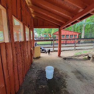 Lupa Zoo - More goats