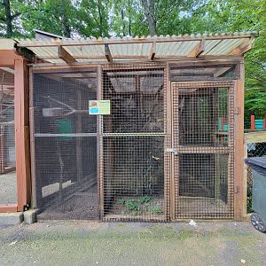Lupa Zoo - Prehensile-tailed porcupine