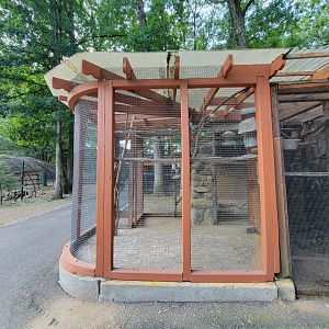 Lupa Zoo - Domestic budgies