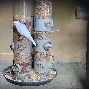 Lupa Zoo - Domestic birds