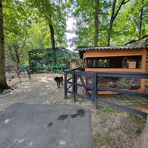 Lupa Zoo - Path, coatis on right