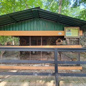 Lupa Zoo - South American coati