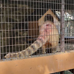 Lupa Zoo - South American coati with bloody back