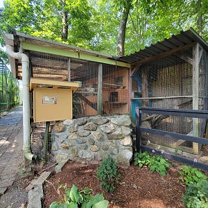 Lupa Zoo - Fennec fox