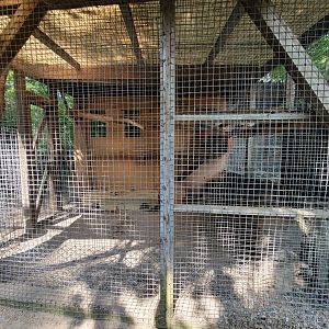 Lupa Zoo - Fennec fox