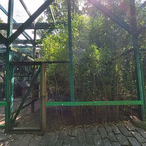 Lupa Zoo - Unsigned, saw domestic pigeons