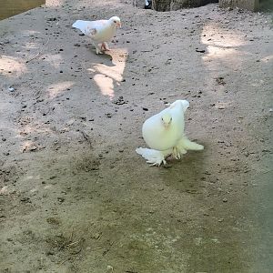 Lupa Zoo - Domestic pigeons