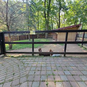 Lupa Zoo - Yes, more goats