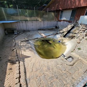 Lupa Zoo - Asian small-clawed otters